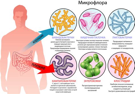 Поддержание микрофлоры желудка