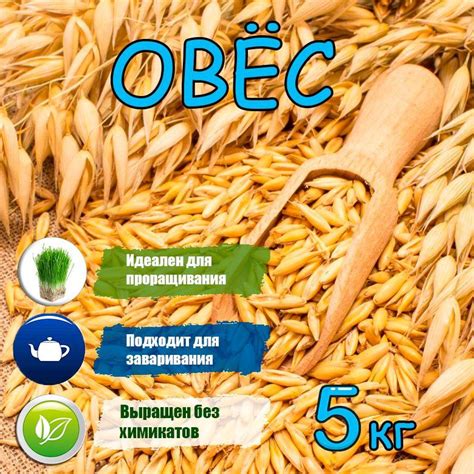 Приготовление овса для проращивания