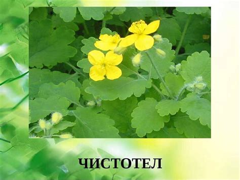 Применение чистотела на рану
