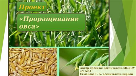 Проращивание овса