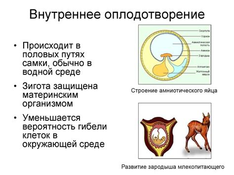 Процесс оплодотворения у кошек