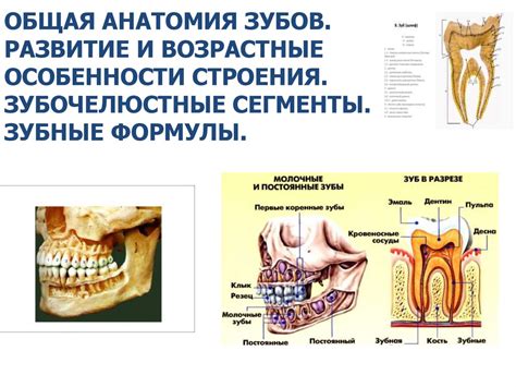 Развитие зубов и особенности пищеварения