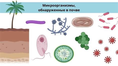 Различия в требованиях к почве и освещению: