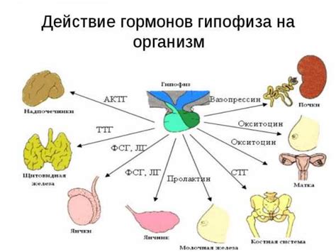 Роль гормонов в возникновении эрекции