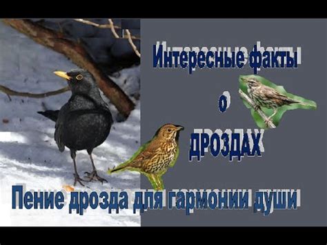 Сигналы дрозда