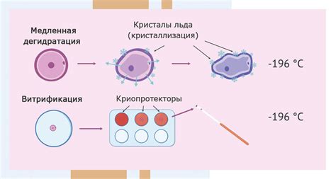 Сравнение вымачивания и прямой заморозки