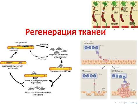 Ускорение процесса регенерации тканей