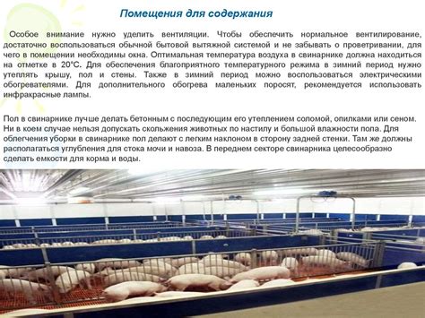 Уход за поросятами и предотвращение поведенческих проблем