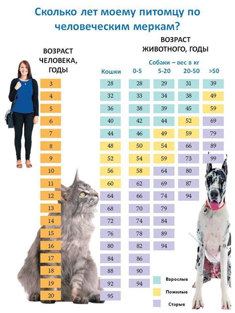 Учтите возраст и активность собаки