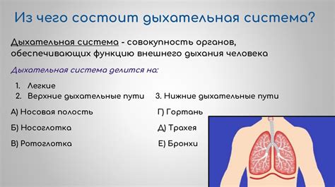 Физиологические особенности пожилых питомцев