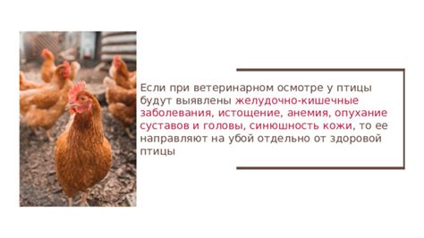 Что делать при случае заболевания птицы оспой
