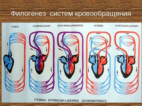 "Люди могут быть несовершенными, однако, их сердца могут превзойти все ограничения"