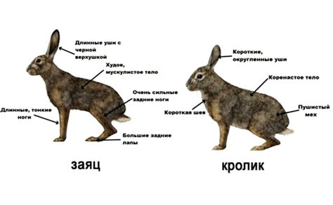 Бежать как заяц от проблем