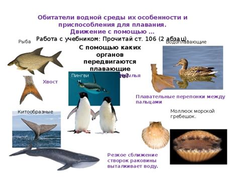 Водоплавающие животные и их особенности