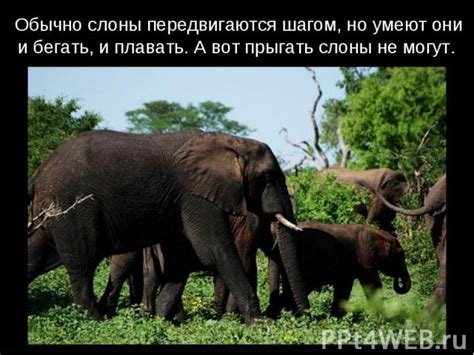 Где обычно находятся слоны