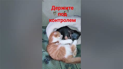 Держите ловушки под контролем