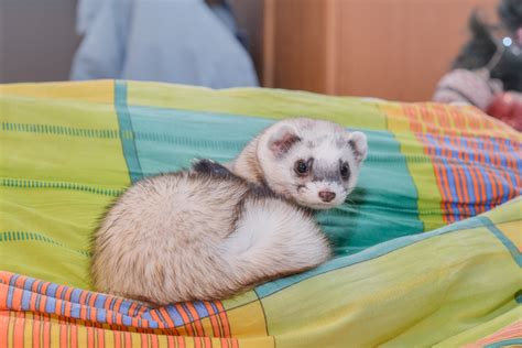 Животные для питания василиска