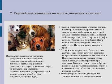 Законодательство по защите животных на дорогах
