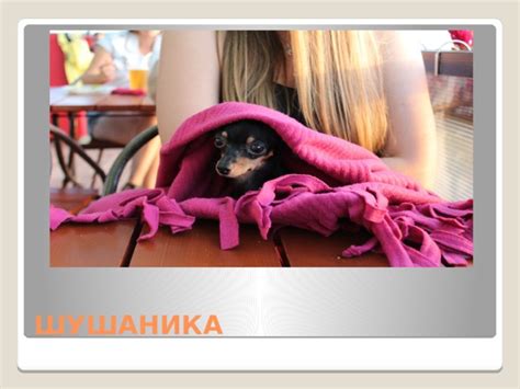 Известность Шушаника
