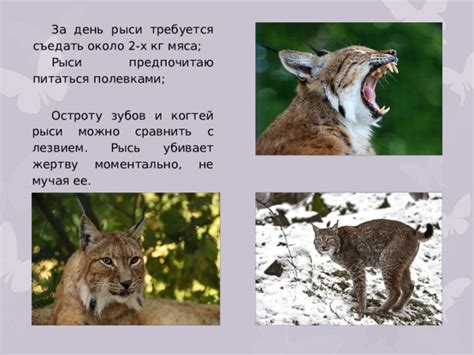 Изучите атаки рыси и ее уязвимости