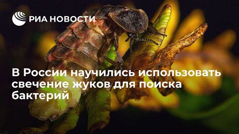 Использование предметов для поиска лягушек