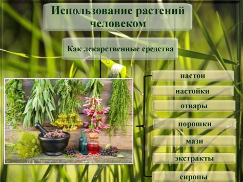 Использование различных типов растений