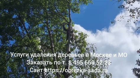 Использование удаляющей команды для удаления всех деревьев
