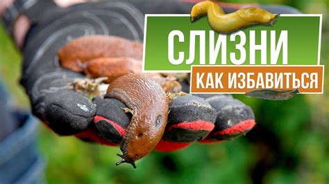 Какие еще команды помогут в борьбе со слизнями