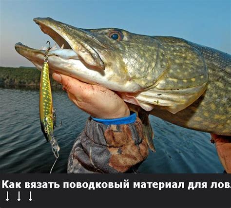 Как использовать прикормку для ловли щуки