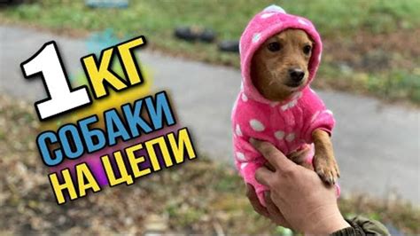 Как использовать собаку в качестве охранника и помощника