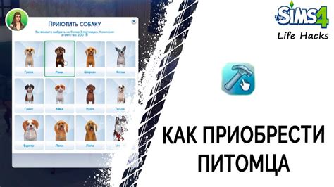 Как купить одежду для питомца в Симс 4