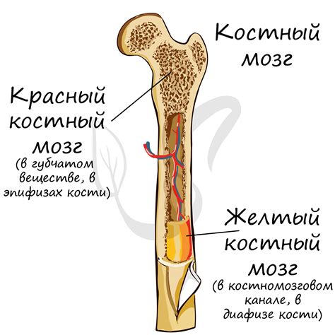 Как получить кости и где их использовать