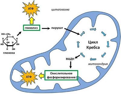 Как происходит обмен