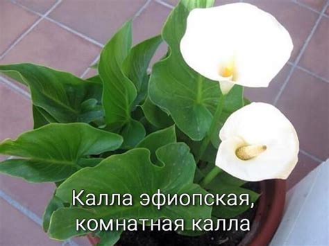 Как размножать цветы с помощью клонирования
