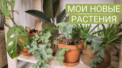 Как сохранять новые растения