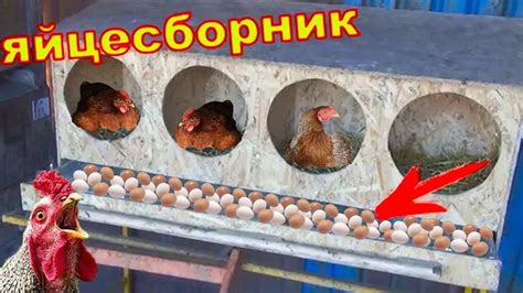 Как участвовать в куриных бегах