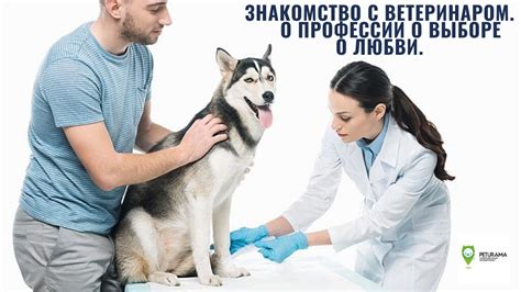 Консультация с ветеринаром для получения профессиональных советов
