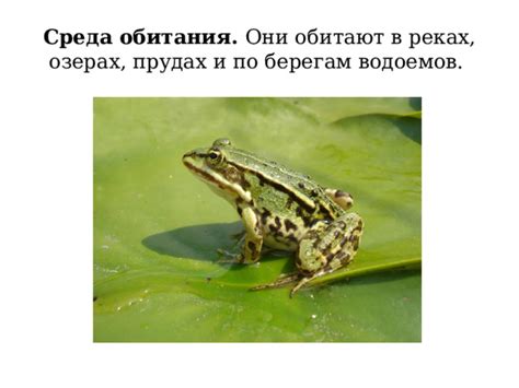 Лягушки в реках и озерах