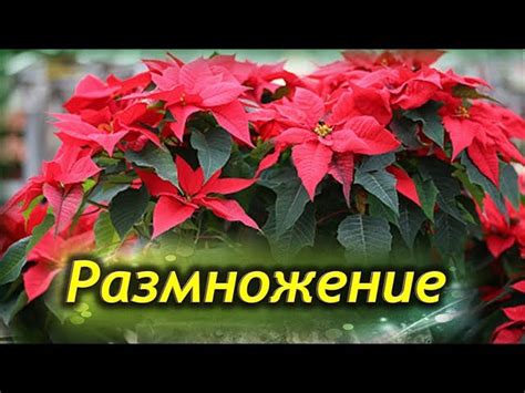 Некоторые полезные советы по размножению цветов