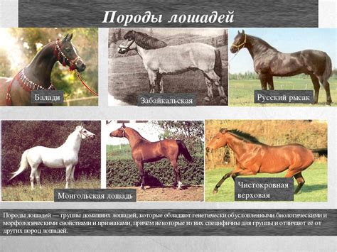 Обзор лошадей разных пород и возрастов