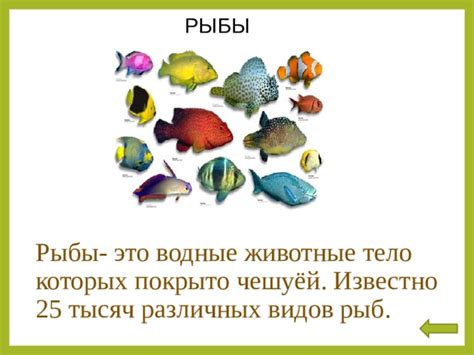 Обзор различных видов рыбы и их места обитания