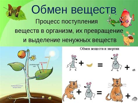 Обмен у Критины