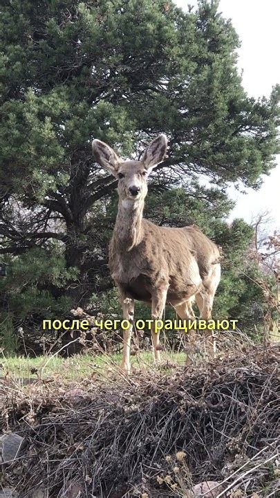 Олени: грациозные жители лесов и степей