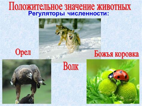 Опасность грозы для человека и животных