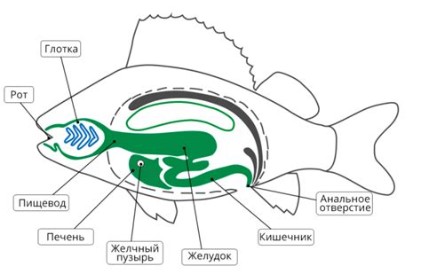 Определение местонахождения рыбы