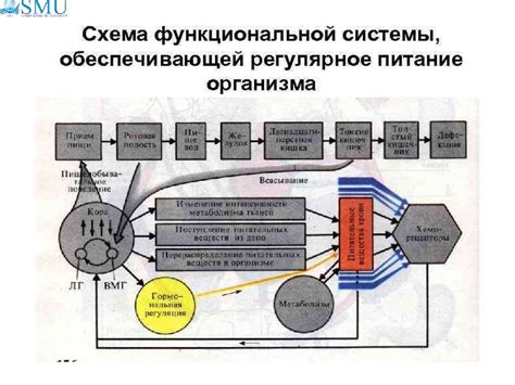 Основы питания вампирессы