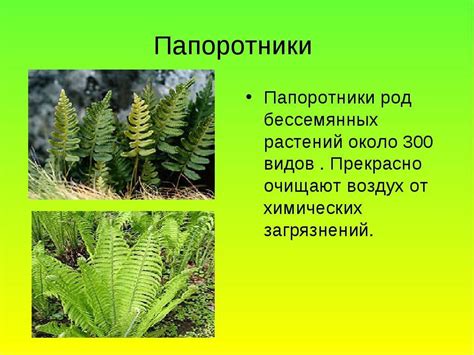 Особенности выращивания разных видов рапторов