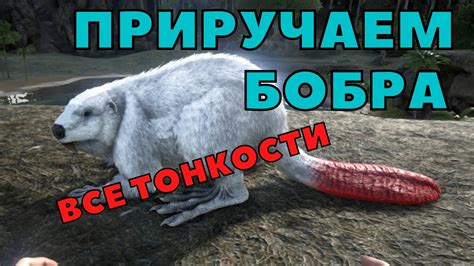 Особенности добычи ресурсов с помощью Арк бобра в Ark Survival Evolved