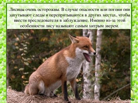Особенности питания в роли лисицы
