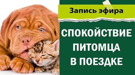 Отвоз питомца в ветклинику